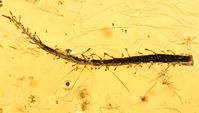 Fossile Klebefalle der fleischfressenden Pflanze in Baltischem Bernstein.
Quelle: Foto: PNAS und Universität Göttingen/Alexander Schmidt (idw)