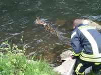 Und ab geht's in die Freiheit: Die Bad Salzufler Feuerwehr hat eine 14-köpfige Entenfamilie in Sicherheit gebracht. Bild: Feuerwehr Bad Salzuflen