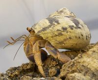 Erwachsener Einsiedlerkrebs der Art Coenobita clypeatus, der sich ein abgelegtes Schneckenhaus zunutze macht: Deutlich zu sehen sind die beiden Antennenpaare. Auf den inneren, nach oben gekrümmten Antennen befinden sich die Geruchssinneszellen. Die Geruchswahrnehmung von Einsiedlerkrebsen ist, verglichen mit Insekten, noch unterentwickelt.
Quelle: Max-Planck-Institut für chemische Ökologie/ Krång (idw)