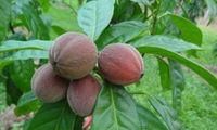 Blushwood Tree: Früchte helfen bei Krebstherapie. Bild: qimrberghofer.edu.au