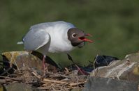 Bild:     Komitee gegen den Vogelmord e. V.