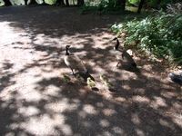 Gänsefamilie auf Shoppingtour