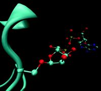 Ein komplexe Markierung für die DNA-Reparatur: Die 3D-Darstellung zeigt die Anheftung der ADP-Ribosylierung an die Aminosäure Serin im Protein (in türkis). Quelle: Max-Planck-Institut für Biologie des Alterns (idw)
