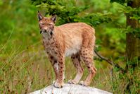 Der Luchs gehört zu den seltensten Wildtieren Deutschlands und kommt unter anderem im Bayerischen Wald vor.  Bild: "obs/3sat/Axel Gomille"