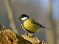 Kohlmeise (Parus major)