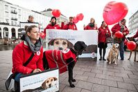 VIER PFOTEN protestiert am Hamburger Rathausmarkt gegen das Töten rumänischer Streunerhunde. Bild: (c) VIER PFOTEN, Fred Dott