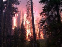 Waldbrand in den USA