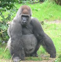 Gorillas sind die größten Menschenaffen und die größten lebenden Primaten