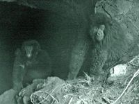 Infrarot Aufnahme von Berggorillas beim Verlassen der Höhle. Foto: Robert Muir, ZGF