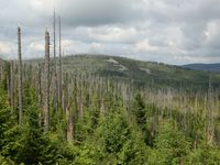 Durch Borkenkäfer abgetötete Fichten am Lusen im Nationalpark Bayerischer Wald. Ökologen plädieren dafür, diese Form des Totholzes vermehrt im Wald zu belassen.
Quelle: Simon Thorn / Universität Würzburg (idw)