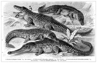 Krokodilformen (historische Darstellung aus dem Jahre 1905)