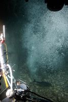 Methangasquelle am Nordseeboden. Mit hohem Druck steigt Methangas auf. Die Quelle zieht auch Seelachse an. Foto: J. Schauer, IFM-GEOMAR