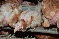 Hühner einer Bio-Legehennenhaltung, Bild: PETA