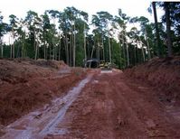 Dies ist kein Bild aus dem brasilianischen Regenwald. Hier werden deutsche Wälder zerstört für den Bau von Windkraftanlagen (Symbolbild)