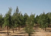 Wald in der Wüste: Zwei Jahre alte Zypressen in der Nähe von Kairo
Quelle: Bild: Prof. El Hakeem (idw)