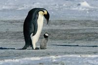 Pinguine haben eine einzigartige Sprache. Sie kommunizieren über Gesänge. Das Küken erkennt seine Eltern an der Stimme. Jeder Pinguin singt eine eigene unverwechselbare Melodie. Bild: "obs/N24"
