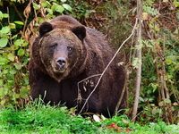 Bär: Selfie-Jäger unterschätzen Wildtiere enorm. Bild: Rudolpho Duba/pixelio.de