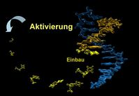 Die Abbildung zeigt eine DNA-Doppelhelix, die durch den Einbau von zuvor chemisch aktivierten Desoxynukleotiden wächst. Bild: Institut für Organische Chemie, Uni Stuttgart