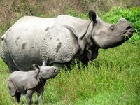 Bild: "obs/Bhaskar Choudhury/IFAW - Int. Tierschutz-Fonds"