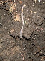 Regenwürmer sorgen für Belüftung des Bodens.