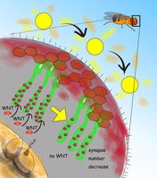 Bild 1: Schematische Darstellung des Seh-Systems der Drosophila-Fliege
Quelle: Quelle: Prof. Dr. Takashi SUZUKI / TokyoTech (idw)