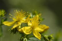 Blüht um die Johanniszeit (24. Juni), sammelt und die Kraft der Sonne, hilft bei depressiven Verstimmungen und regeneriert die Haut: Johanniskraut.