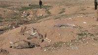 Ein jesidisches Massengrab in der Sindschar-Region. (2015) Zu erkennen sind Knochen der Opfer, die aus dem Massengrab herausragen, in denen mehrere dutzend Jesiden begraben worden waren, nachdem sie massakriert wurden.