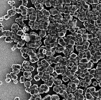 Nano-Magnete: Forscher setzen auf Magnetospirillum. Bild: leeds.ac.uk
