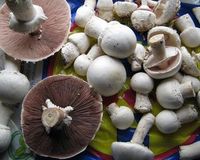 Champignons: könnten Graphit ersetzen. Bild: pixelio.de/Gerhard Metzger