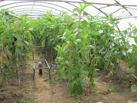 Biobauern: Ökologischer Gemüsebau im Folientunnel