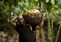 Bessere Einkommen für Kakaobauern dank höherem Fairtrade-Mindestpreis Bild: "obs/TransFair e.V./Fairtrade / Eric St-Pierre"