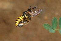 Ein Bienenwolfweibchen trägt eine gelähmte Honigbiene im Flug zu ihrem Nest.
Quelle: Foto: Gudrun Herzner – Zur ausschließlichen Verwendung im Rahmen der Berichterstattung zu dieser Pressemitteilung. (idw)