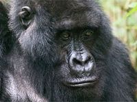 Berggorilla (Gorilla beringei beringei) © Roger Hooper / WWF-Canon