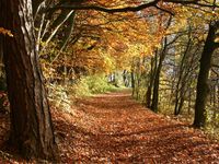 Herbst (Symbolbild)