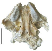 Bild 2 (Oenosaurus.jpg): Gaumenansicht des Schädels von Oenosaurus, mit den gut sichtbaren Zahnplatten. Maßstab ist 1 cm.
Quelle: Foto: BSPG (idw)