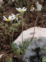 Nur wenige Monate im Frühjahr zu sehen: Castrilanthemum debeauxii, eine der seltensten Pflanzenarten der iberischen Halbinsel, findet sich auf einigen Bergrücken (Sierras) Ostandalusiens. Quelle: Bildnachweis: Salvatore Tomasello (Universität Regensburg) (idw)