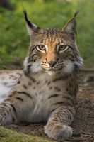 Eurasischer Luchs (Lynx Lynx)