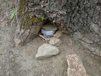 Baumwurzelversteck eines Geocaches