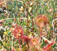 Rundblättriger Sonnentau am natürlichen Standort – Hochmoor im Nordschwarzwald