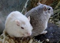 Ratten: NFO-Experimente vielversprechend.