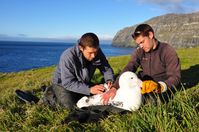 Forscher rüsten einen Wanderalbatros auf den Crozetinseln mit einem Sender aus, um dessen Flüge untersuchen zu können.
Quelle: Foto: David Gremillet/CNRS (idw)