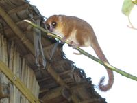 Ein madagassisch-deutsches Forscherteam hat in Ost-Madagaskar eine neue Primatenart entdeckt.
Quelle: Foto: TiHo (idw)