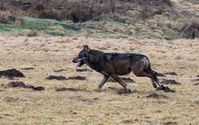 Wolf im Westerwald Bild: NABU/U. Stadler