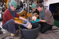 Dr. Sebastian Hennige, Prof. Murray Roberts und Dr. Armin Form sichten die mit JAGO gewonnenen Probe
Quelle: Foto: Karen Hissmann, JAGO-Team, GEOMAR (idw)