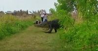 Bild: Screenshot Youtube Video "Giant Alligator Takes A Stroll Through Florida Nature Center"