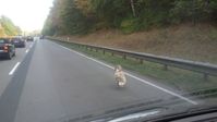 Dieser Schwan hat für mehr als eine Stunde den fließenden Verkehr auf der A39 bei Lüneburg behindert.