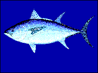 Südlicher Blauflossen-Thunfisch