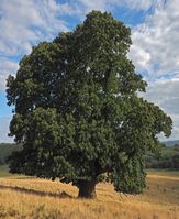 Die Ess-Kastanie (Castanea sativa) ist Baum des Jahres 2018. / Bild: "obs/Bund deutscher Baumschulen (BdB) e.V./Andreas Roloff"