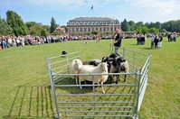 4. Fürstliches Gartenfest Schloss Wolfsgarten Bild: Hessische Hausstiftung