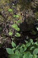 Die Knoblauchsrauke (Alliaria petiolata) sondert giftige Substanzen ab, die Pilze im Boden schädigen. Dadurch können die jungen Baumkeimlinge nicht anwachsen und etablierte Baumarten werden so verdrängt. Foto: André Künzelmann/ UFZ